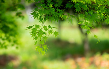 Summer time, Green maple leaves background