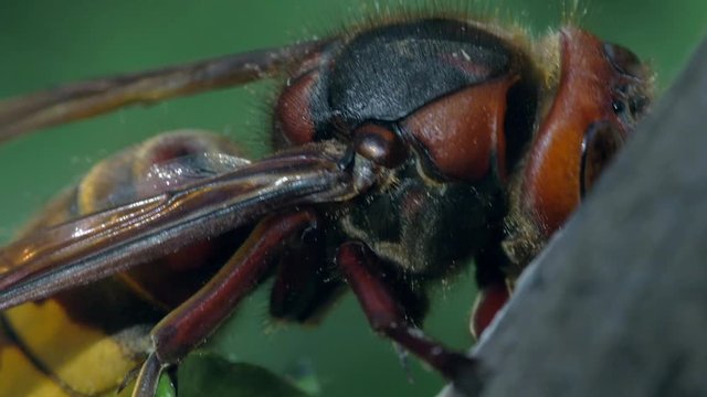 Hornet  is eating. Macro video 