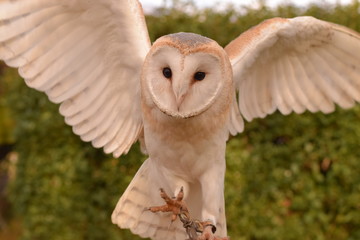 owl in flight