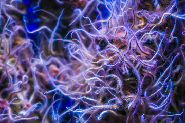 A colony of deep sea Brittle Sea Stars (Amphiodia urtica), formerly known as Brittle Starfish, wave...