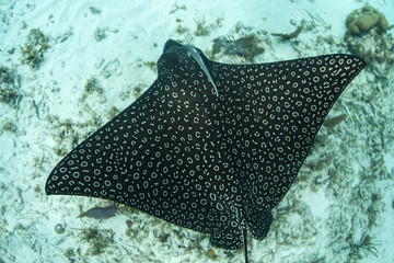 A Spotted eagle ray, Aerobatus narinari, swims in the Caribbean Sea off the coast of Belize. This...