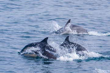 A large pod of Short Beaked Common Dolphins (Delphinus capensis) chases a school of anchovies in a feeding frenzy in the Monterey Bay of central California near Moss Landing.