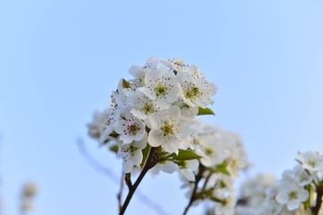 Pear flower in full bloom in spring
