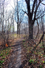 Trail through the woods