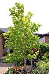 Fototapeta na wymiar Yellow Bird Magnolia Tree