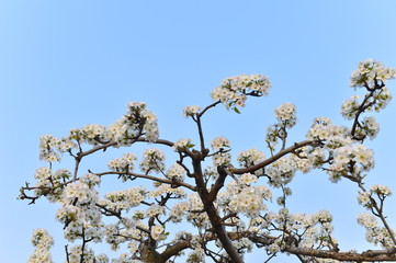 Pear flower in full bloom in spring
