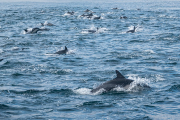 Fototapeta premium A large pod of Short Beaked Common Dolphins (Delphinus capensis) chases a school of anchovies in a feeding frenzy in the Monterey Bay of central California near Moss Landing.