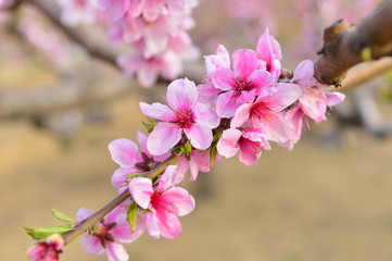 In full bloom in the peach blossom