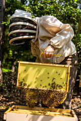 Bee worker working with Honey Bees being harvested for honey comb. 