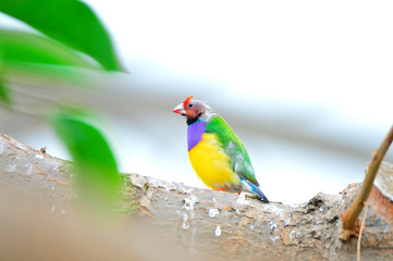 The outdoor fringillidae birds in the park