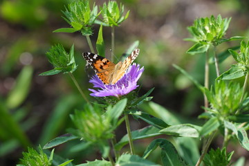 Tokyo,Japan-June 14, 2019: Stokesia laevis or Carthamus laevis or Stokes' aster in the morning sun