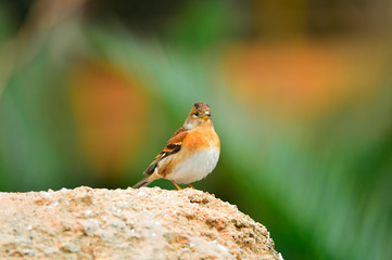 The outdoor fringillidae birds in the park