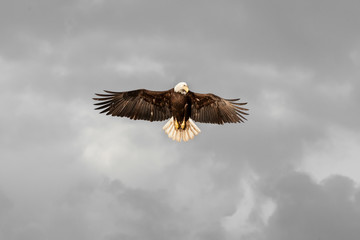 Bald Eagle