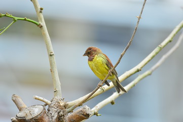 Obraz premium The outdoor fringillidae birds in the park