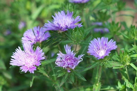 Tokyo,Japan-June 14, 2019: Stokesia laevis or Carthamus laevis or Stokes' aster in the morning sun
