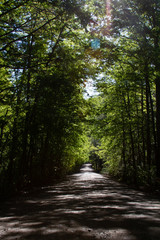 Fototapeta premium road in the forest