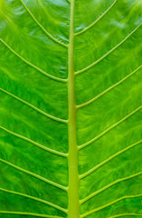 Close up of an Elephant Ear leaf