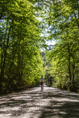 Fototapeta premium path in the forest