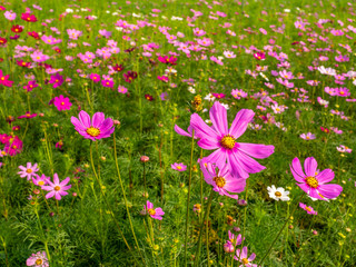 Pink Cosmos flowers blooming in the garden.shallow focus effect.