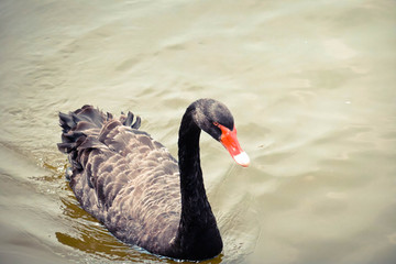 black Swan is swimming