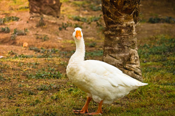 Pekin duck in the field