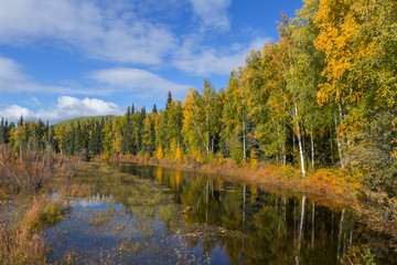 アラスカ　秋のマッキンレー地域の風景　Landscape of the fall Alaska