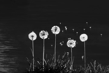 Five dandelions from which the wind blows away the seeds. Dandelions on the grass on a black background. Photographic - 273082886
