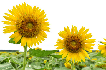 Obraz premium Sunflowers growing in farmland