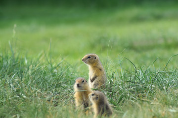 Naklejka na ściany i meble portrait of three cute little baby ground squirrel on a summer meadow
