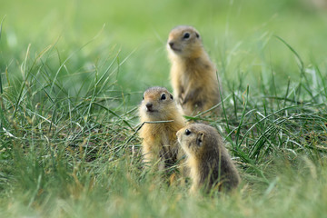 three cute baby gopher peering somewhere