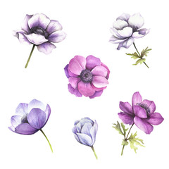 Set of flowers. Anemones. Hand draw watercolor illustration