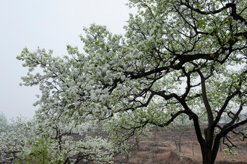Spring flowering landscape of pear trees in Qianxi, Hebei, China