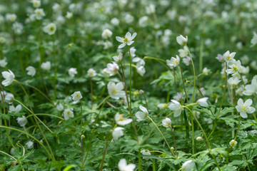 上高地のニリンソウ（群生）