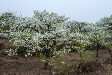 Spring flowering landscape of pear trees in Qianxi, Hebei, China