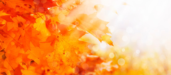 Autumn natural background with orange maple leaves, fall bright landscape, banner, place for text