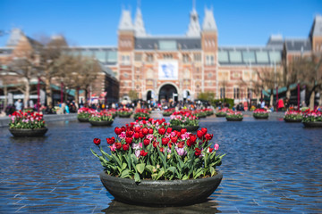 View of Amsterdam streets with blooming different coloured tulips in the sunny spring day,...