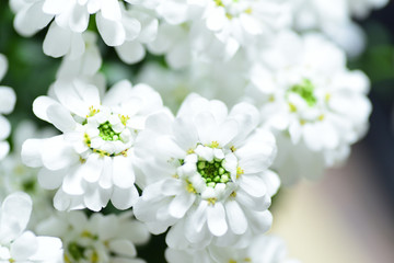 white flowers in spring