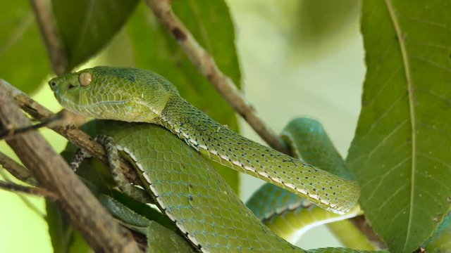 Close Up video - a venomous Vogeli green pit viper lies on a tree branchover the river at Khao Yai National Park.