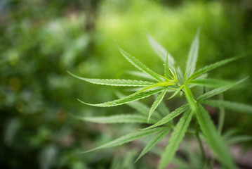 Thai canabis marijuana green plant agriculture leaf.