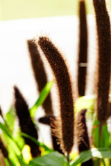 flowers in the garden