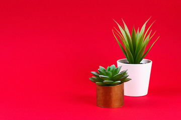 Artificial green succulent in a gold pot from toilet sleeve on a red burgundy background.