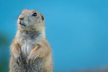 Prairie Dog (Cynomys) on blue background looking up and left