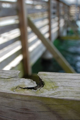 Close-up detail of a boat dock.