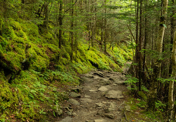 Moss Covers Forest Slope Along Rocky Trail