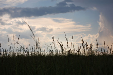 Obraz premium A field of Barnyard Grass just after a thunderstorm.