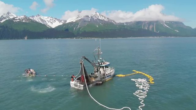 Commercial fishermen competing with sea lions for salmon