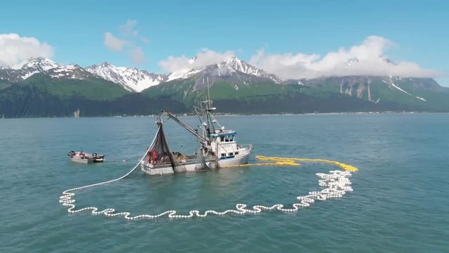 Commercial fishermen competing with sea lions for salmon