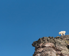 Mountain Goat Looks Down From Cliff Shelf
