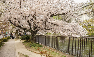 Cherry blossom in Kyoto, Japan