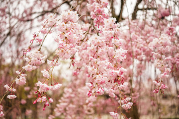 Cherry blossom in Kyoto, Japan